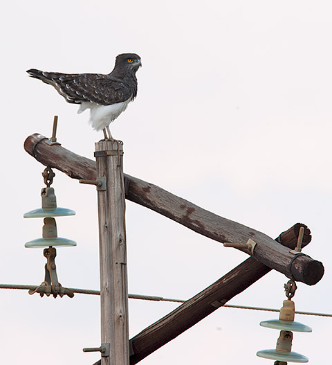 Black-chested Snake-Eagle